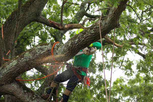 How Our Tree Care Process Works  in  Uvalde, TX